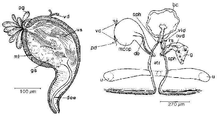 Mesostoma togarmense