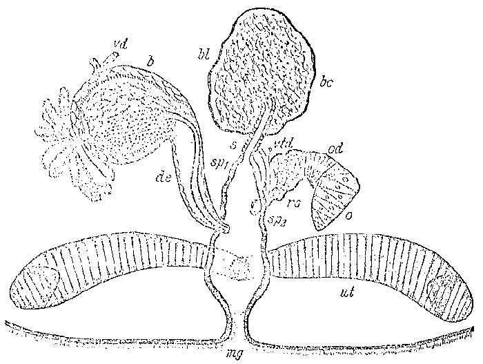 Mesostoma togarmense