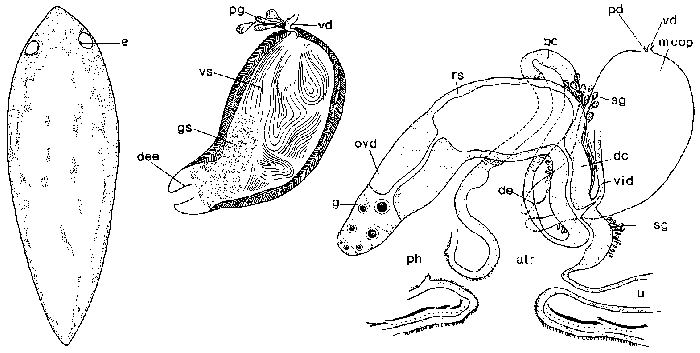 Mesostoma vernale