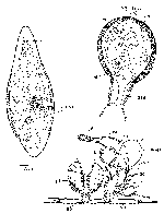 Mesostoma virginiana