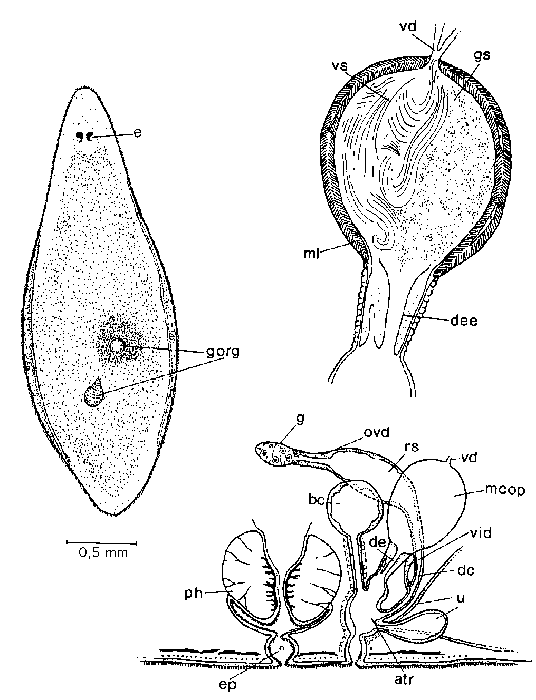 Mesostoma virginiana