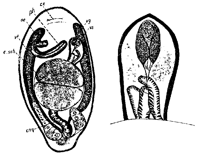 Lenopharynx languidus