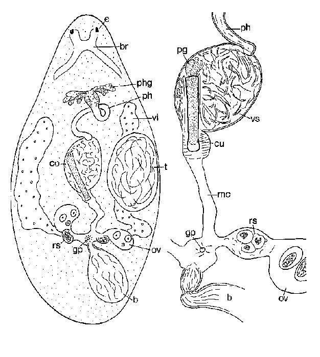 Lenopharynx tubatus