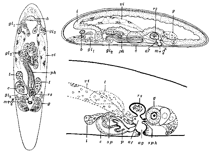 Espegrendia norvegica