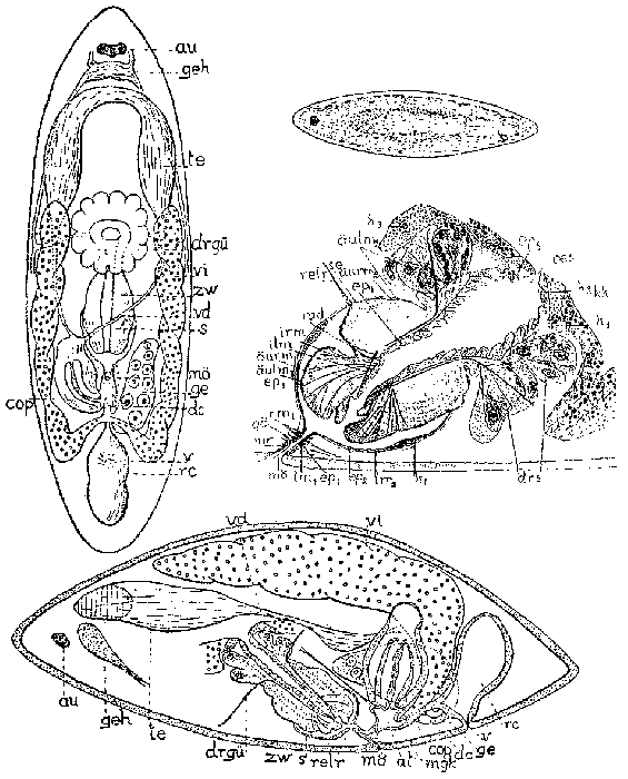 Anthopharynx vaginatus