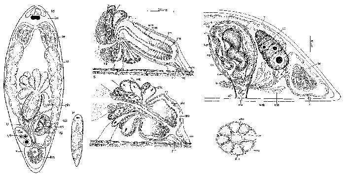 Anthopharynx sacculipenis