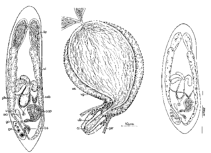 Tensopharynx inermis