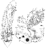 Proceropharynx anophthalmus