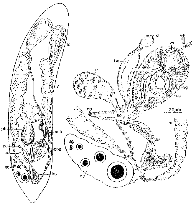 Proceropharynx anophthalmus