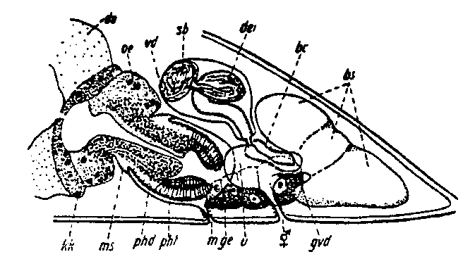 Proceropharynx anophthalmus