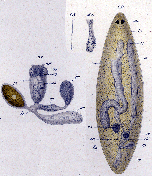 Solenopharynx flavidus