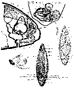 Solenopharynx flavidus