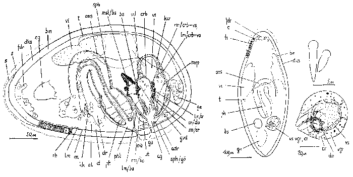 Culleopharynx armatus