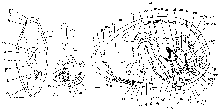 Culleopharynx armatus