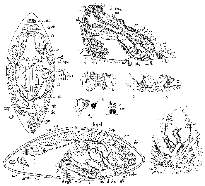 Trisaccopharynx westbladi