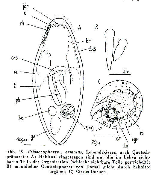 Trisaccopharynx armatus