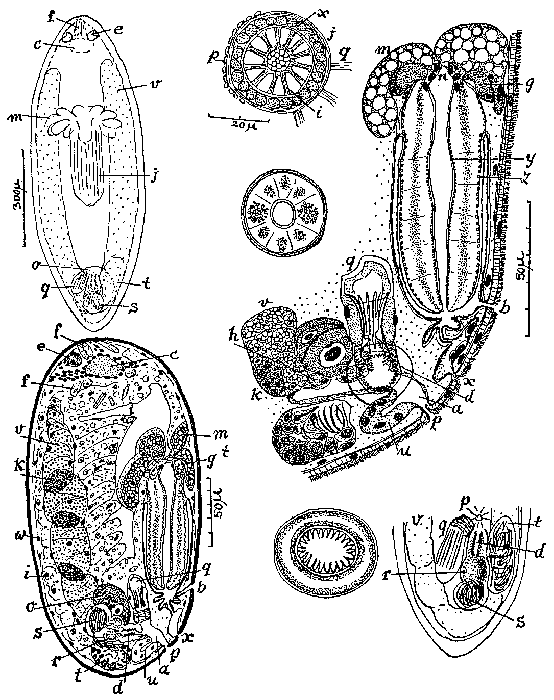 Trisaccopharynx pusa