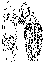 Trisaccopharynx roscoffensis