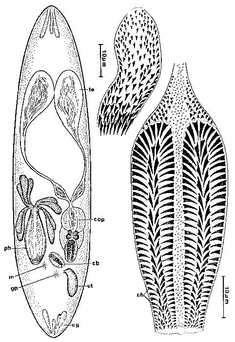 Trisaccopharynx roscoffensis