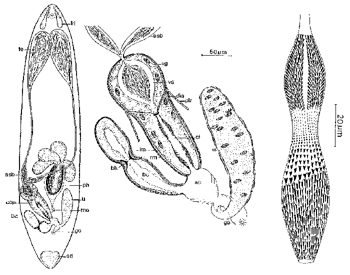 Trisaccopharynx spiculatus