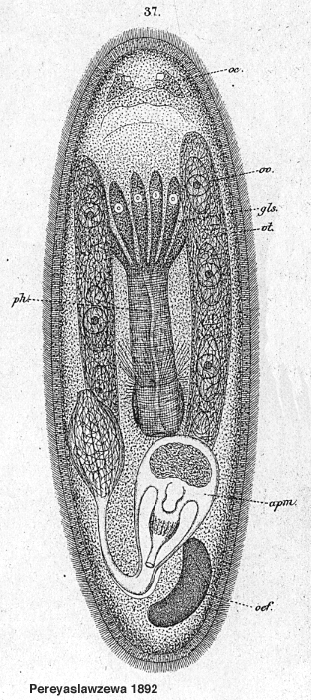 Sopharynx oculatus