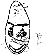 Sopharynx oculatus