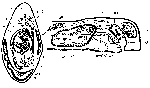 Sopharynx typhlops