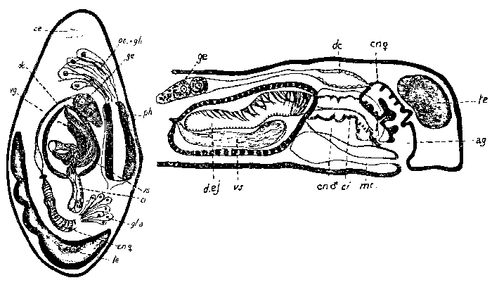 Sopharynx typhlops