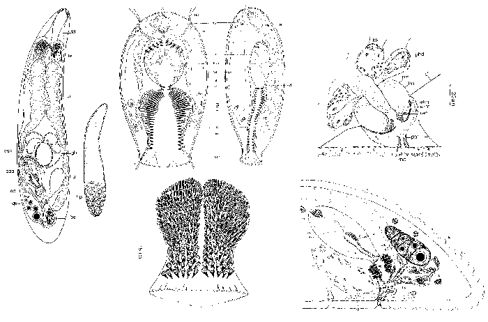 Doliopharynx geminocirro