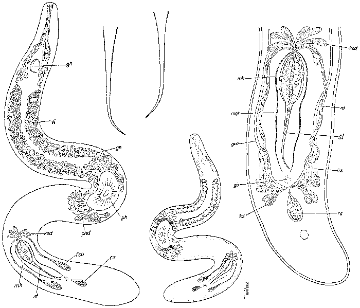 Ciliopharyngiella intermedia