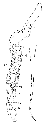 Ciliopharyngiella constricta