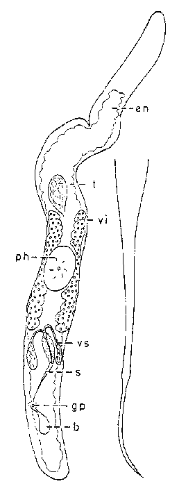 Ciliopharyngiella constricta