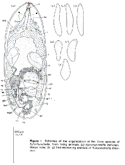 Kytorhynchella meixneri