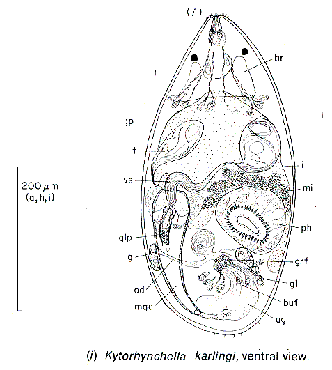 Kytorhynchella karlingi