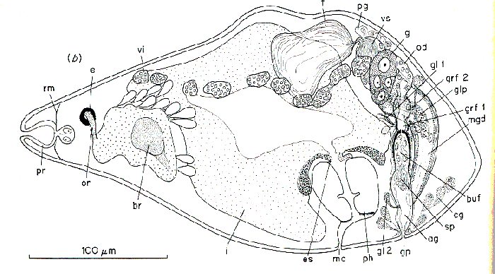 Kytorhynchella riedli