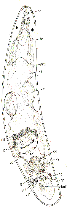 Kytorhynchus (Kytorhynchus) oculatus