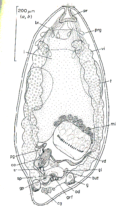 Kytorhynchus (Kytorhynchoides) microstylus