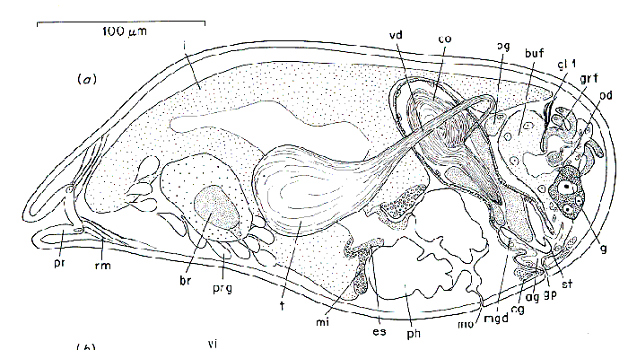 Kytorhynchus (Kytorhynchoides) microstylus