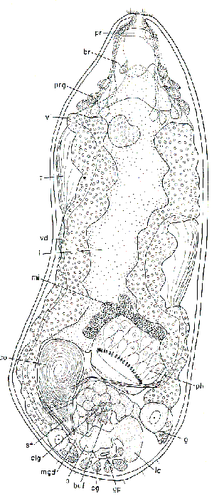 Kytorhynchus (Kytorhynchoides) macrostylus