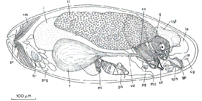 Kytorhynchus (Kytorhynchoides) macrostylus