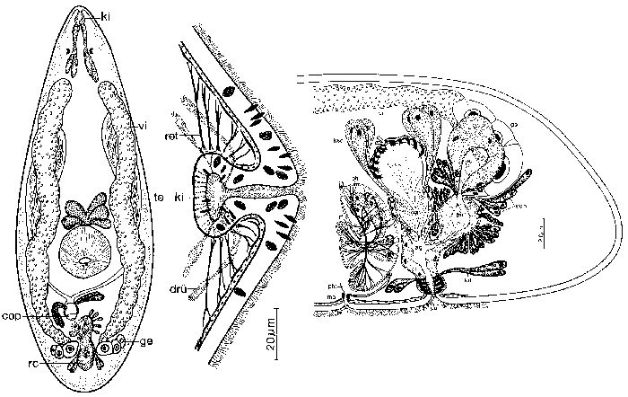 Neokytorhynchus pacificus