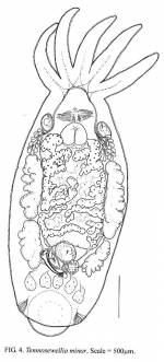 Temnosewellia minor