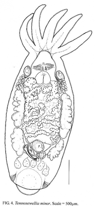 Temnosewellia minor