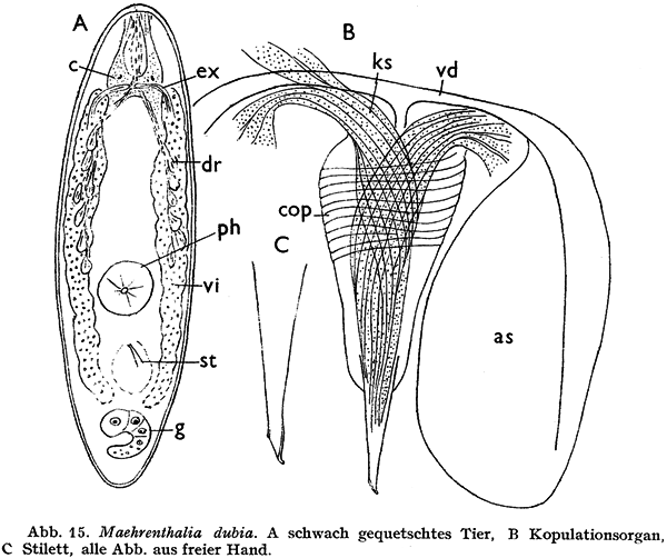 Maehrenthalia dubia