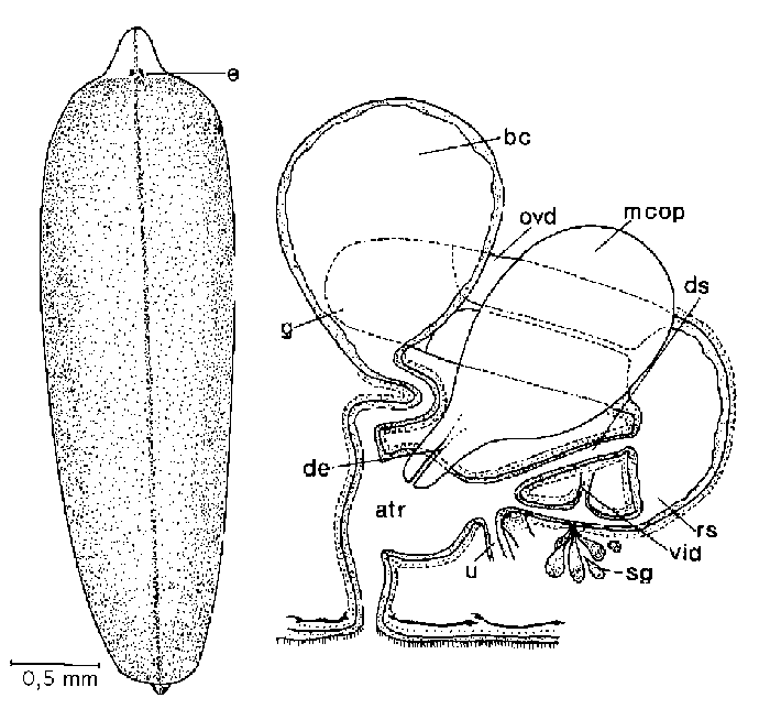 Olisthanella truncula