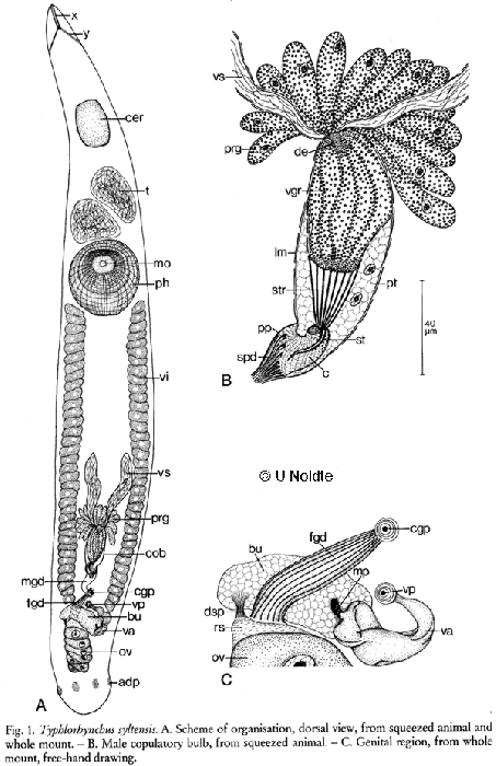 Typhlorhynchus syltensis
