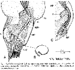 Typhlorhynchus syltensis