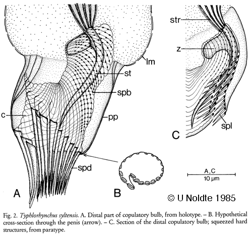 Typhlorhynchus syltensis