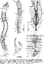 Carolinorhynchus follybeachensis