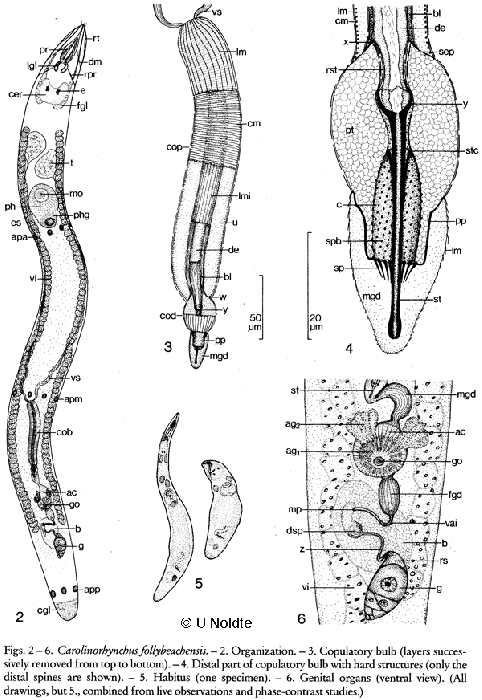 Carolinorhynchus follybeachensis